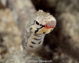 Pucker up! by James Deverich 